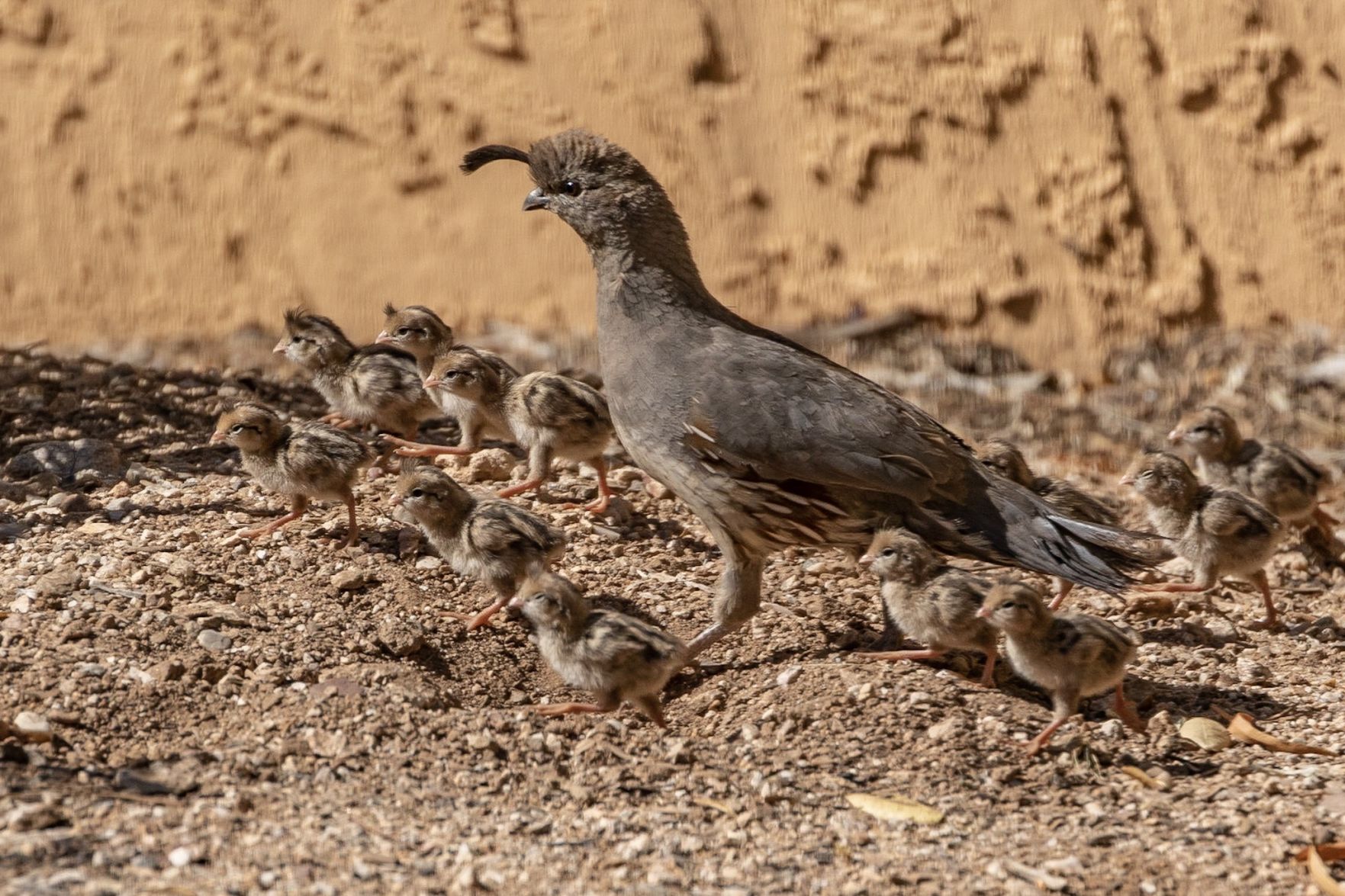 Quail Chicks